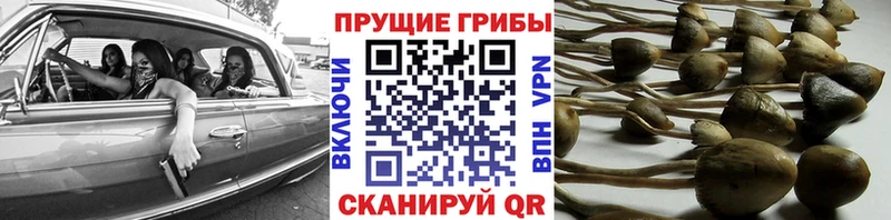 Псилоцибиновые грибы GOLDEN TEACHER  наркота  Суворов 